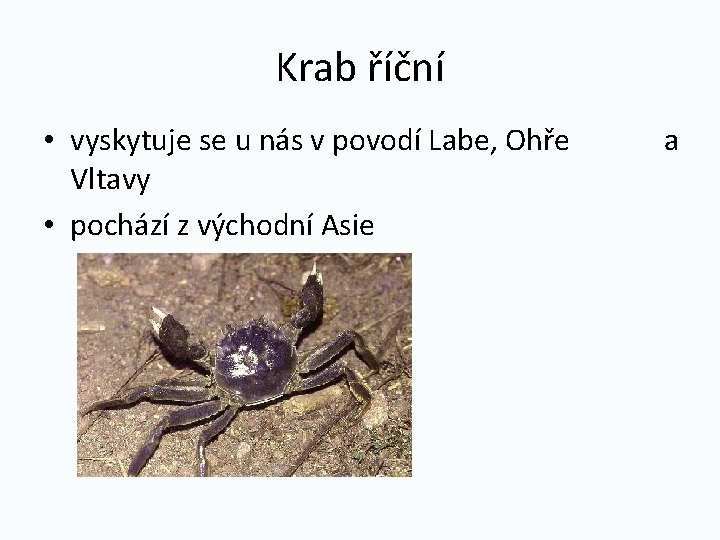 Krab říční • vyskytuje se u nás v povodí Labe, Ohře Vltavy • pochází