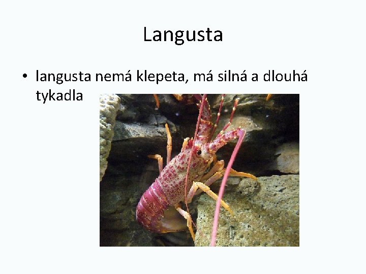 Langusta • langusta nemá klepeta, má silná a dlouhá tykadla 