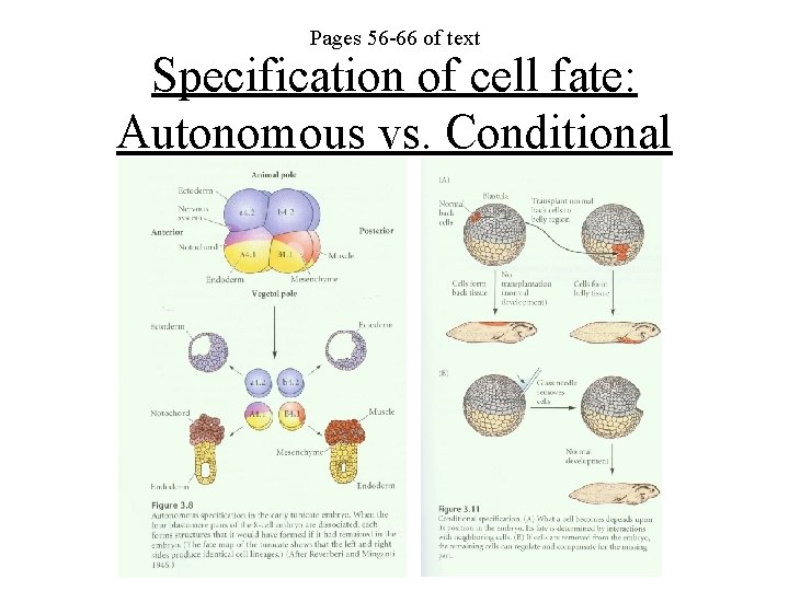 Pages 56 -66 of text Specification of cell fate: Autonomous vs. Conditional 