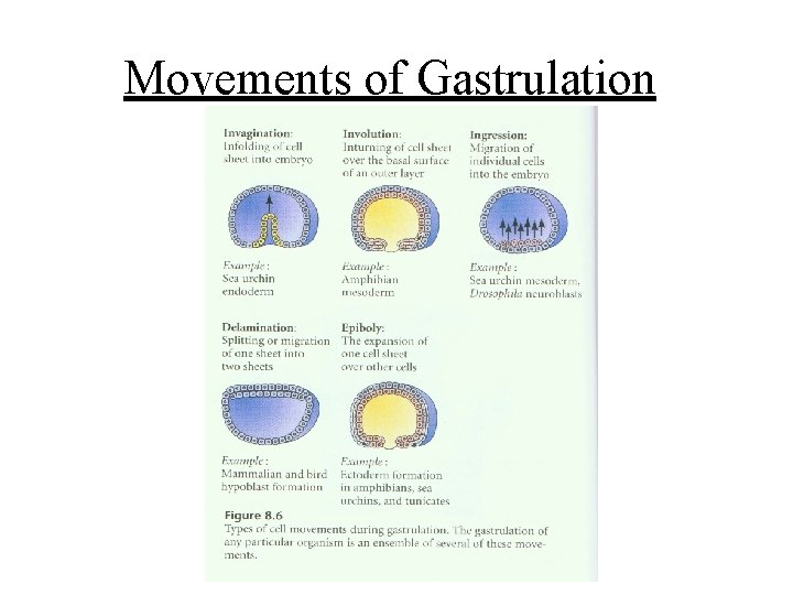 Movements of Gastrulation 