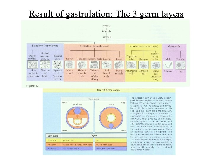 Result of gastrulation: The 3 germ layers 