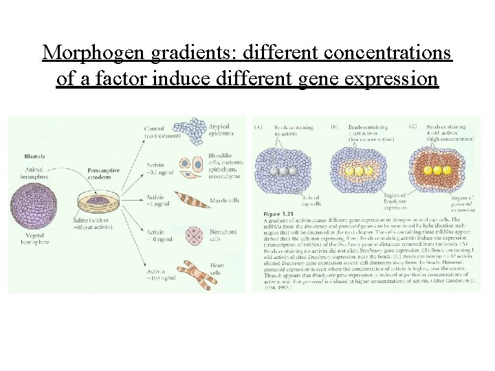 Morphogen gradients: different concentrations of a factor induce different gene expression 