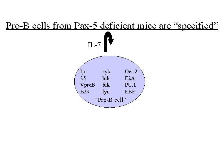 Pro-B cells from Pax-5 deficient mice are “specified” IL-7 Im l 5 Vpre. B