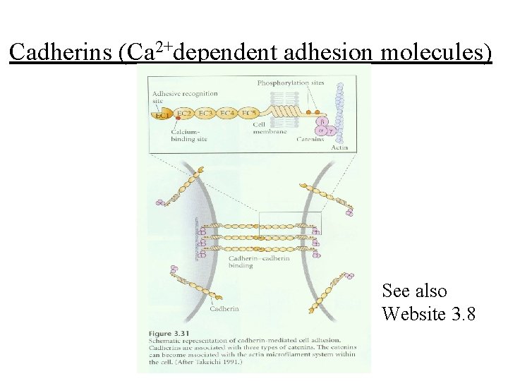 Cadherins (Ca 2+dependent adhesion molecules) See also Website 3. 8 