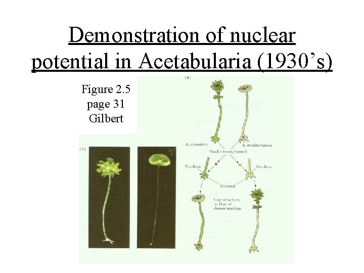 Demonstration of nuclear potential in Acetabularia (1930’s) Figure 2. 5 page 31 Gilbert 