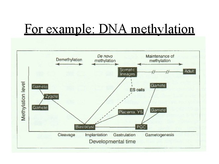 For example: DNA methylation 