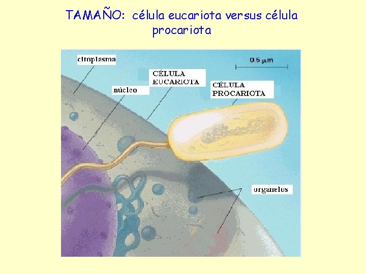 TAMAÑO: célula eucariota versus célula procariota 