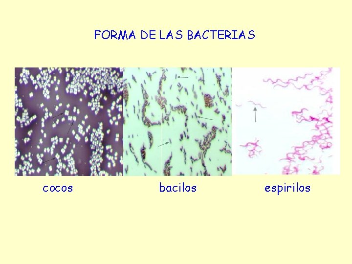 FORMA DE LAS BACTERIAS cocos bacilos espirilos 