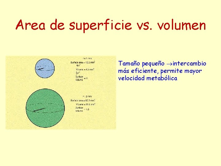 Area de superficie vs. volumen Tamaño pequeño intercambio más eficiente, permite mayor velocidad metabólica