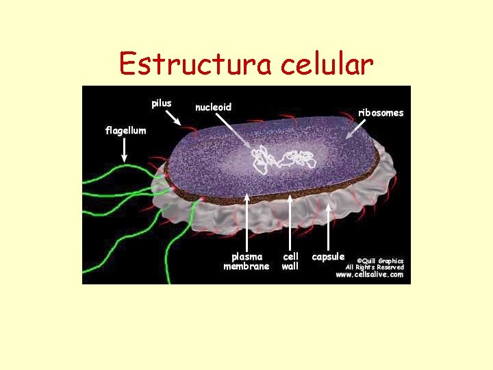 Estructura celular 