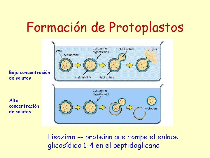 Formación de Protoplastos Baja concentración de solutos Alta concentración de solutos Lisozima -- proteína