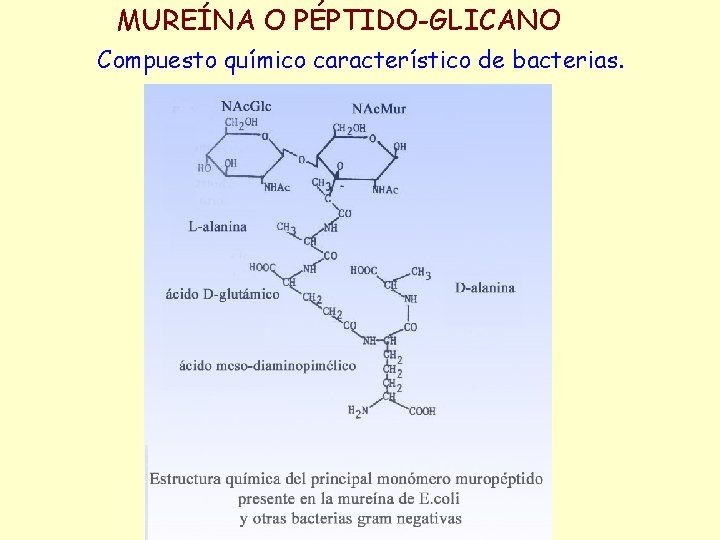 MUREÍNA O PÉPTIDO-GLICANO Compuesto químico característico de bacterias. 