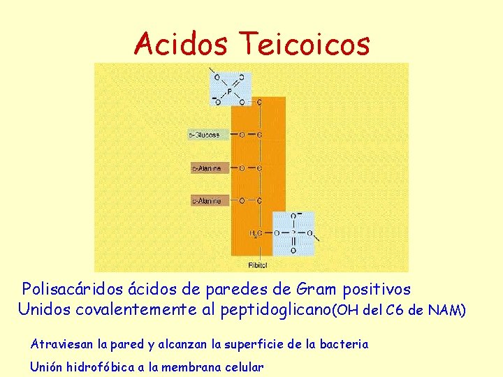 Acidos Teicoicos Polisacáridos ácidos de paredes de Gram positivos Unidos covalentemente al peptidoglicano(OH del