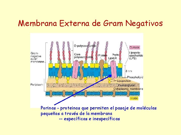 Membrana Externa de Gram Negativos Porinas - proteinas que permiten el pasaje de moléculas