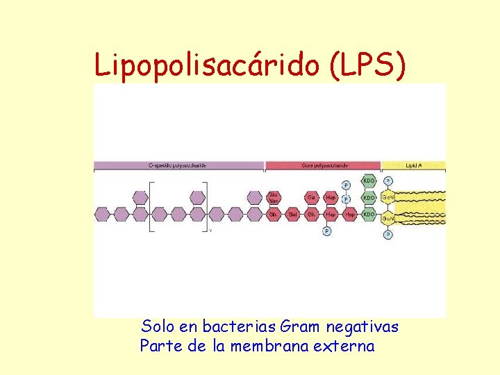 Lipopolisacárido (LPS) Solo en bacterias Gram negativas Parte de la membrana externa 