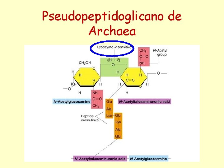 Pseudopeptidoglicano de Archaea 