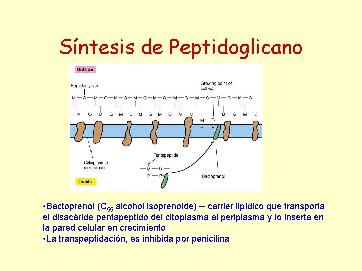 Síntesis de Peptidoglicano • Bactoprenol (C 55 alcohol isoprenoide) -- carrier lipídico que transporta