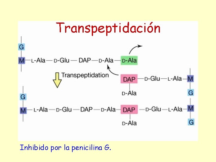 Transpeptidación Inhibido por la penicilina G. 