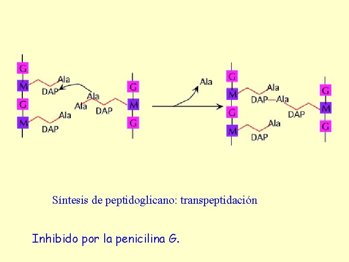 Síntesis de peptidoglicano: transpeptidación Inhibido por la penicilina G. 