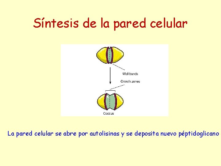 Síntesis de la pared celular La pared celular se abre por autolisinas y se