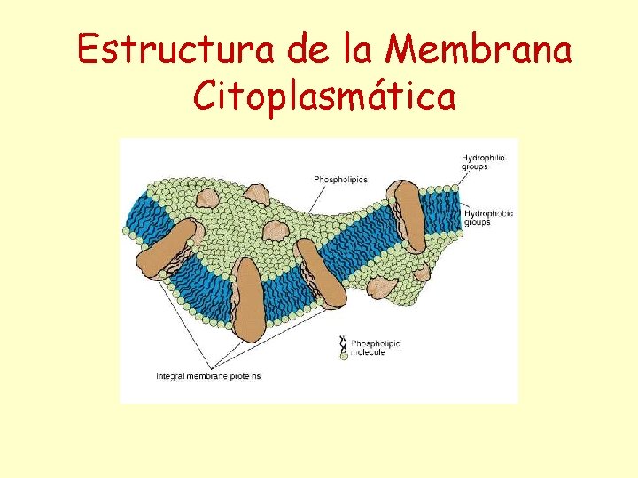 Estructura de la Membrana Citoplasmática 