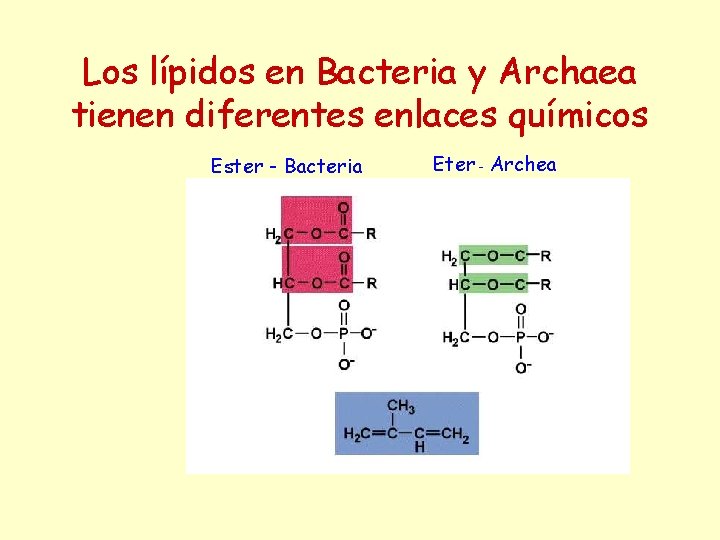 Los lípidos en Bacteria y Archaea tienen diferentes enlaces químicos Ester - Bacteria Eter