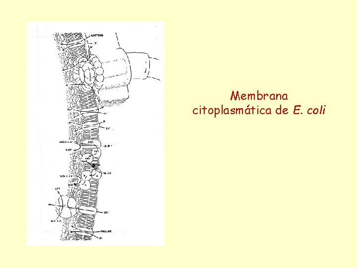 Membrana citoplasmática de E. coli 