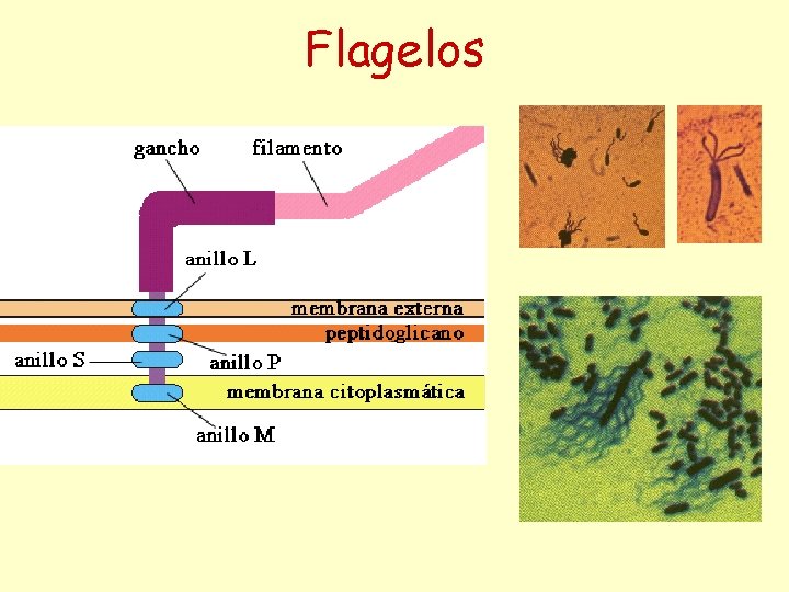 Flagelos 