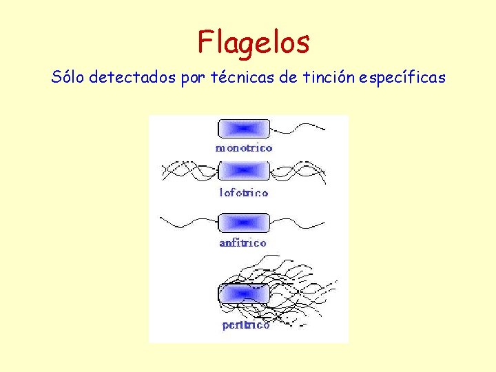 Flagelos Sólo detectados por técnicas de tinción específicas 