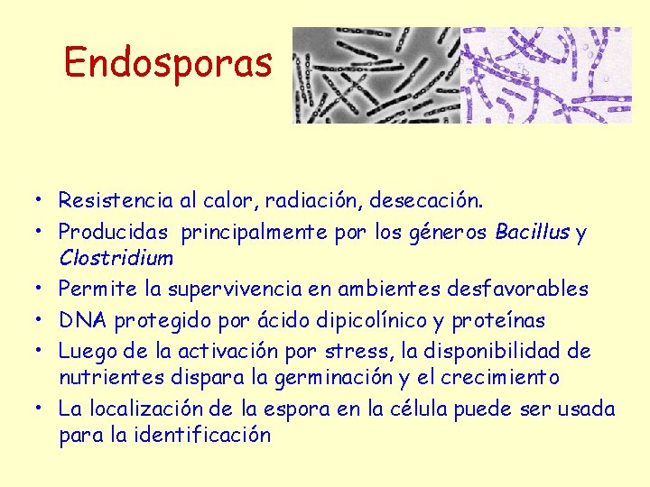 Endosporas • Resistencia al calor, radiación, desecación. • Producidas principalmente por los géneros Bacillus