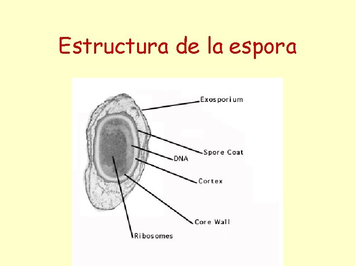 Estructura de la espora 