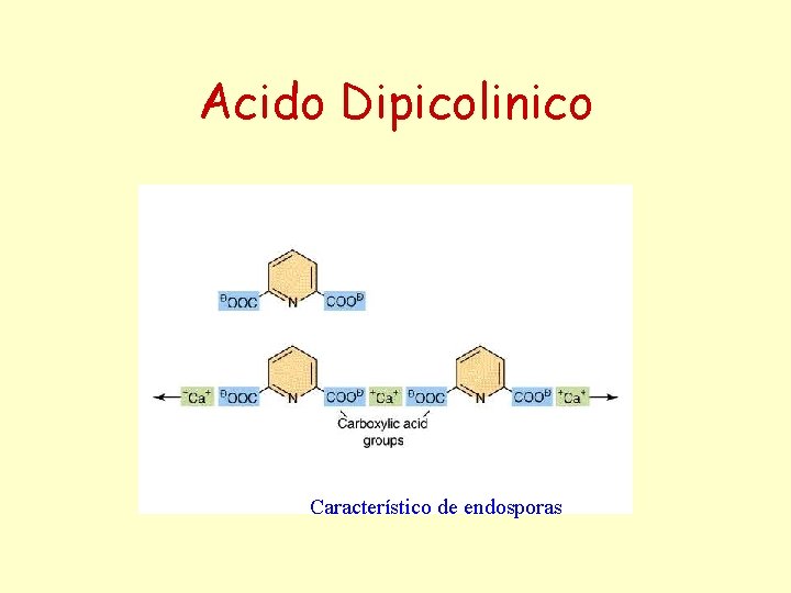 Acido Dipicolinico Característico de endosporas 