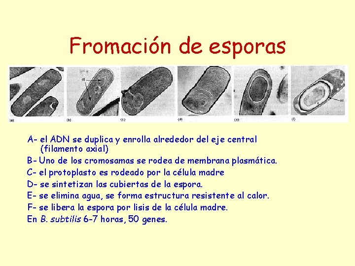 Fromación de esporas A- el ADN se duplica y enrolla alrededor del eje central