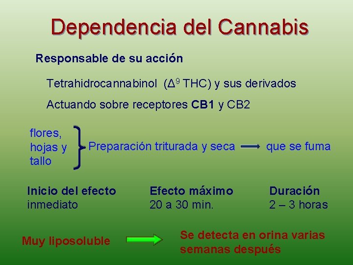 Dependencia del Cannabis Responsable de su acción Tetrahidrocannabinol (Δ 9 THC) y sus derivados