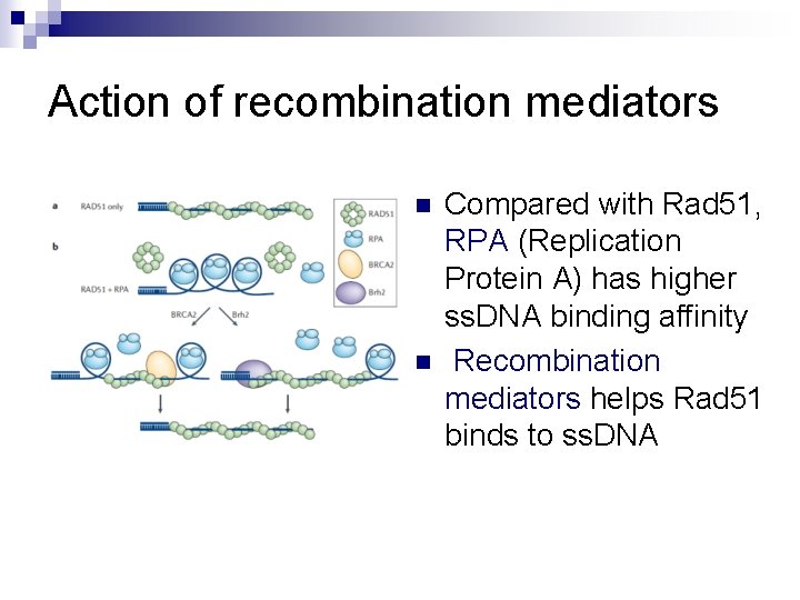 Action of recombination mediators n n Compared with Rad 51, RPA (Replication Protein A)