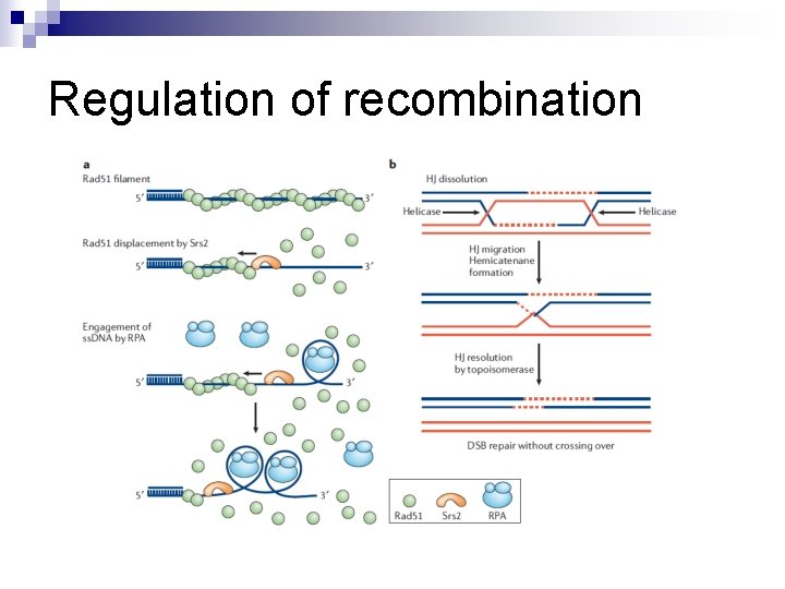 Regulation of recombination 
