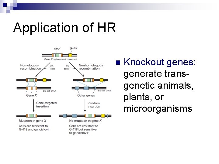 Application of HR n Knockout genes: generate transgenetic animals, plants, or microorganisms 
