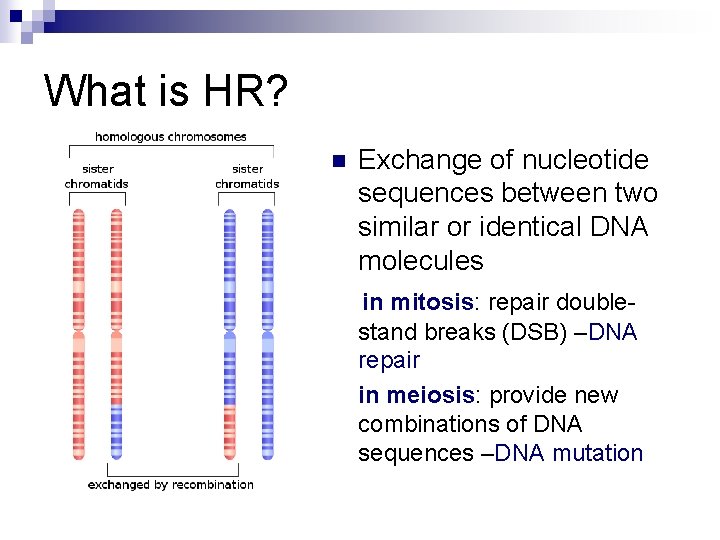 What is HR? n Exchange of nucleotide sequences between two similar or identical DNA