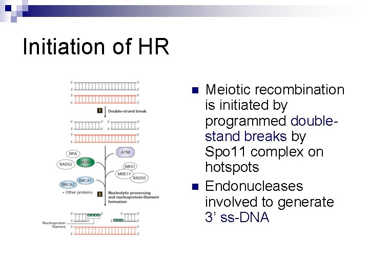Initiation of HR n n Meiotic recombination is initiated by programmed doublestand breaks by