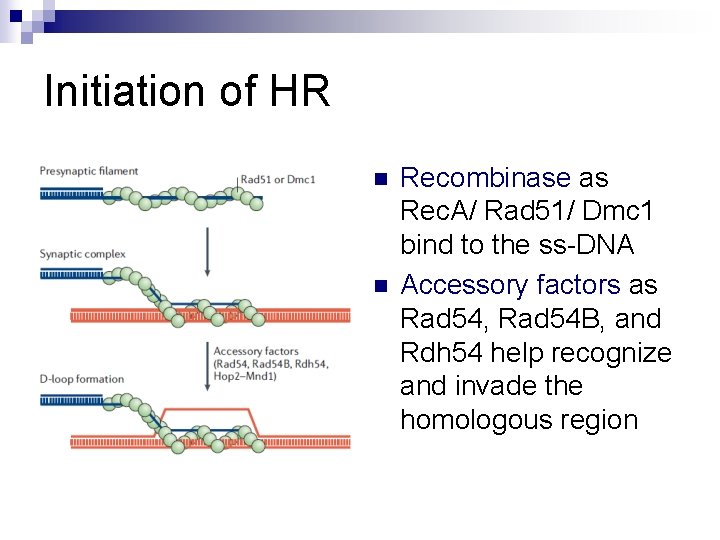 Initiation of HR n n Recombinase as Rec. A/ Rad 51/ Dmc 1 bind