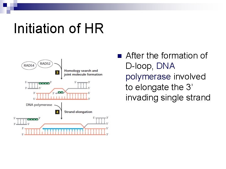 Initiation of HR n After the formation of D-loop, DNA polymerase involved to elongate