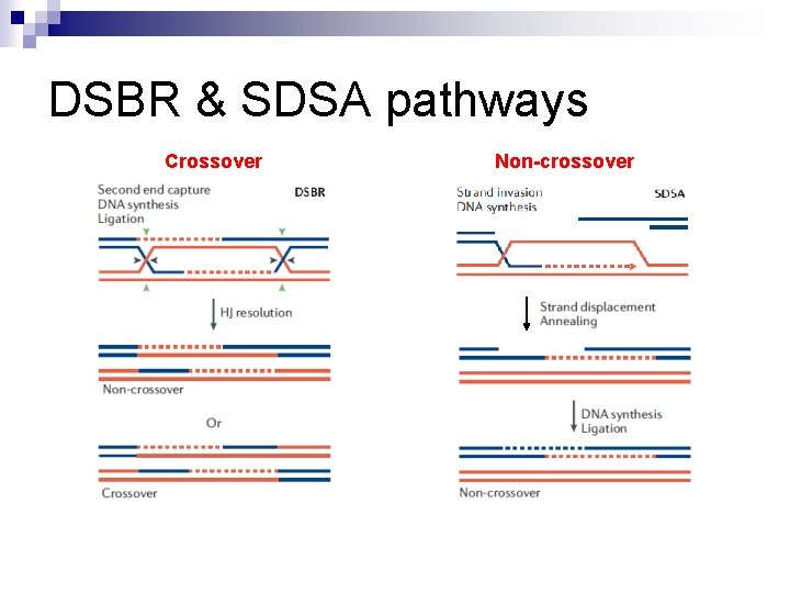 DSBR & SDSA pathways Crossover Non-crossover 
