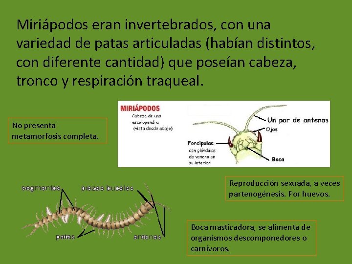 Miriápodos eran invertebrados, con una variedad de patas articuladas (habían distintos, con diferente cantidad)
