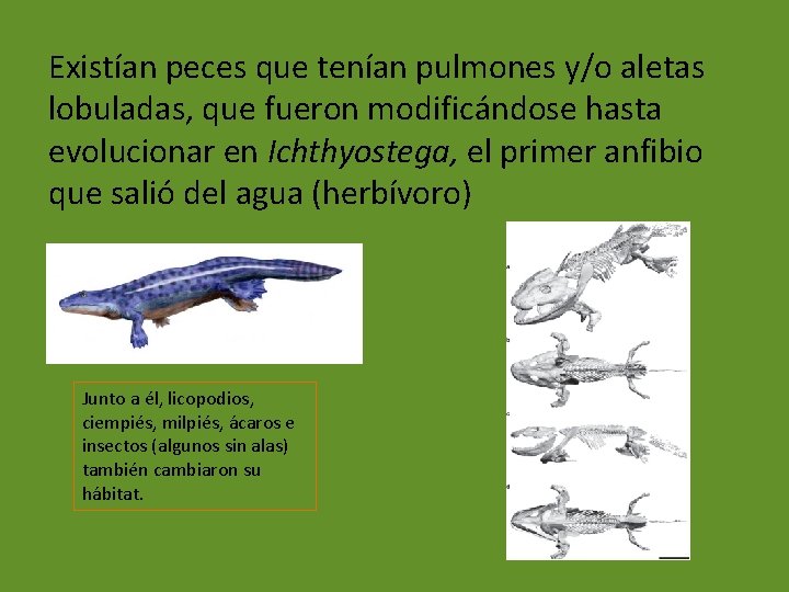 Existían peces que tenían pulmones y/o aletas lobuladas, que fueron modificándose hasta evolucionar en