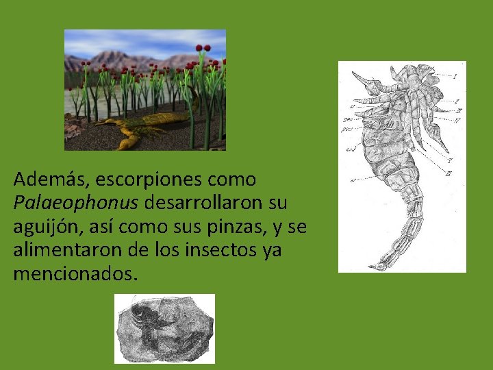 Además, escorpiones como Palaeophonus desarrollaron su aguijón, así como sus pinzas, y se alimentaron