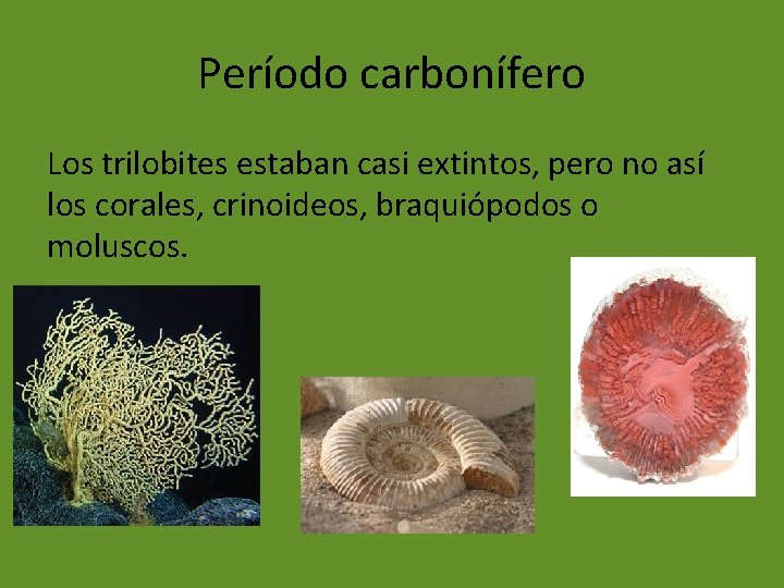 Período carbonífero Los trilobites estaban casi extintos, pero no así los corales, crinoideos, braquiópodos