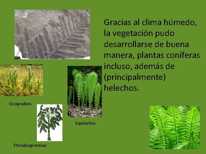 Gracias al clima húmedo, la vegetación pudo desarrollarse de buena manera, plantas coníferas incluso,