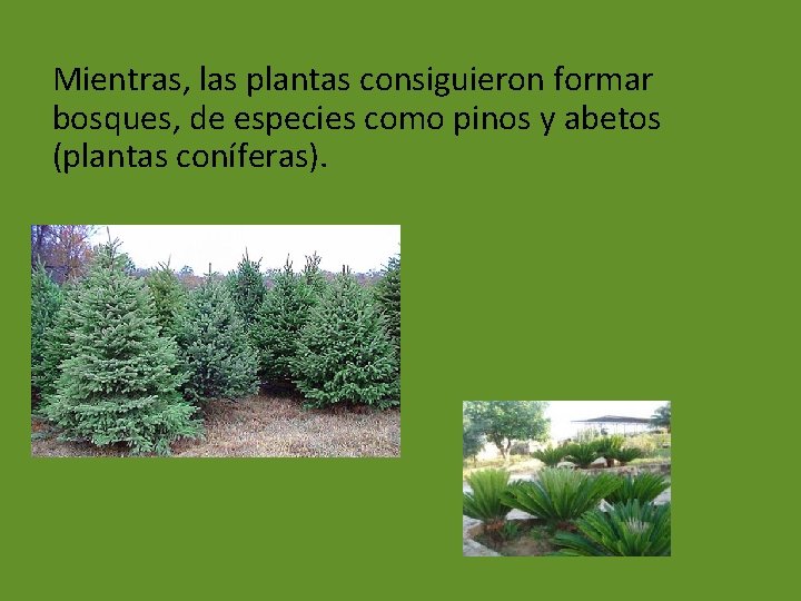 Mientras, las plantas consiguieron formar bosques, de especies como pinos y abetos (plantas coníferas).