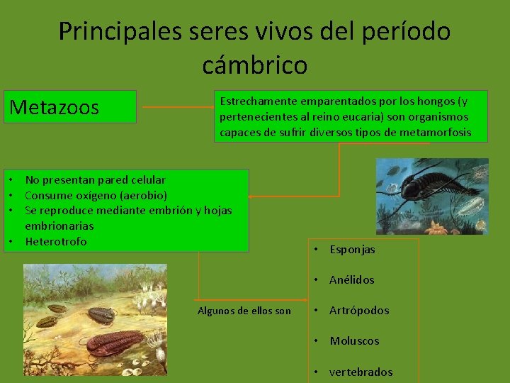 Principales seres vivos del período cámbrico Metazoos Estrechamente emparentados por los hongos (y pertenecientes