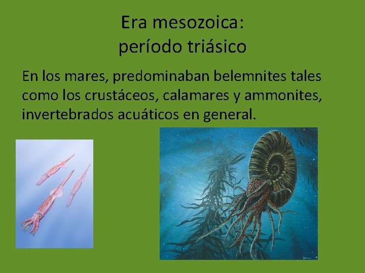 Era mesozoica: período triásico En los mares, predominaban belemnites tales como los crustáceos, calamares